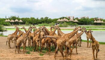 Africa safari wilderness