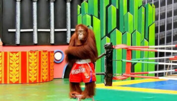 Orang Utan Show