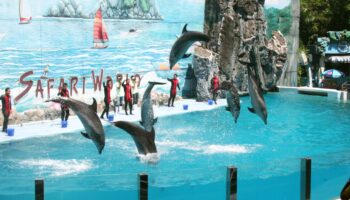 Dolphin Show 