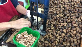 Visit a local cashew nut factory to learn about one of Phuket’s most famous products. You’ll see how cashews are processed and can sample and purchase various flavored nuts and other local delicacies.