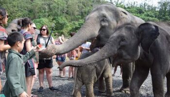 feed elephants