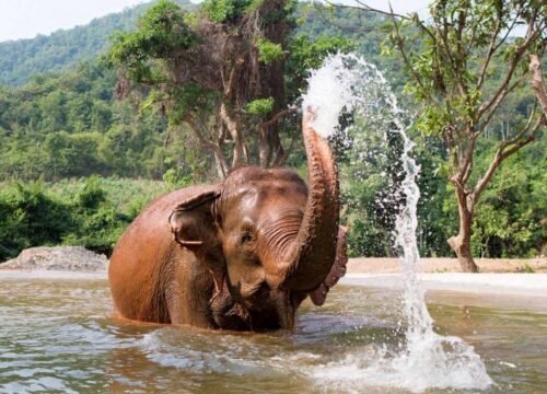 Phuket Elephant Sanctuary