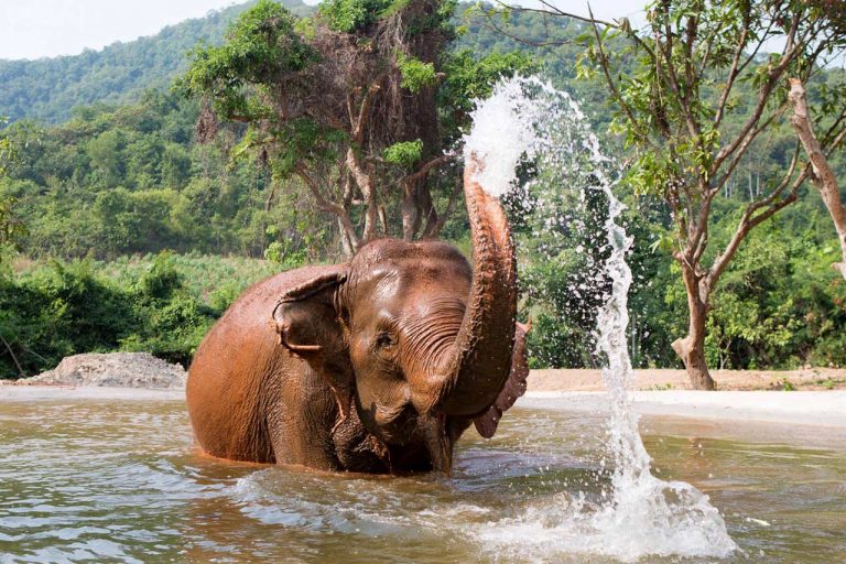 Phuket Elephant Sanctuary