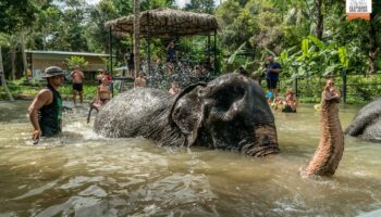 elephant bath